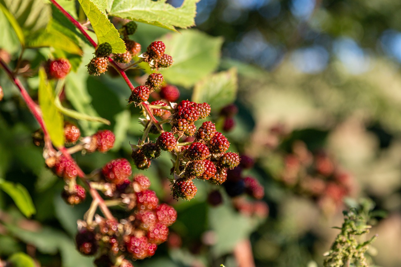 Blackberry Picking: From Bramble Scratches to Bramble Jam