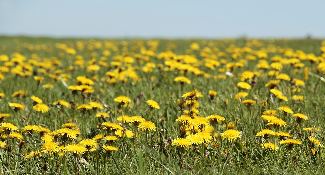 Dandelion: The Weed That Keeps on Giving