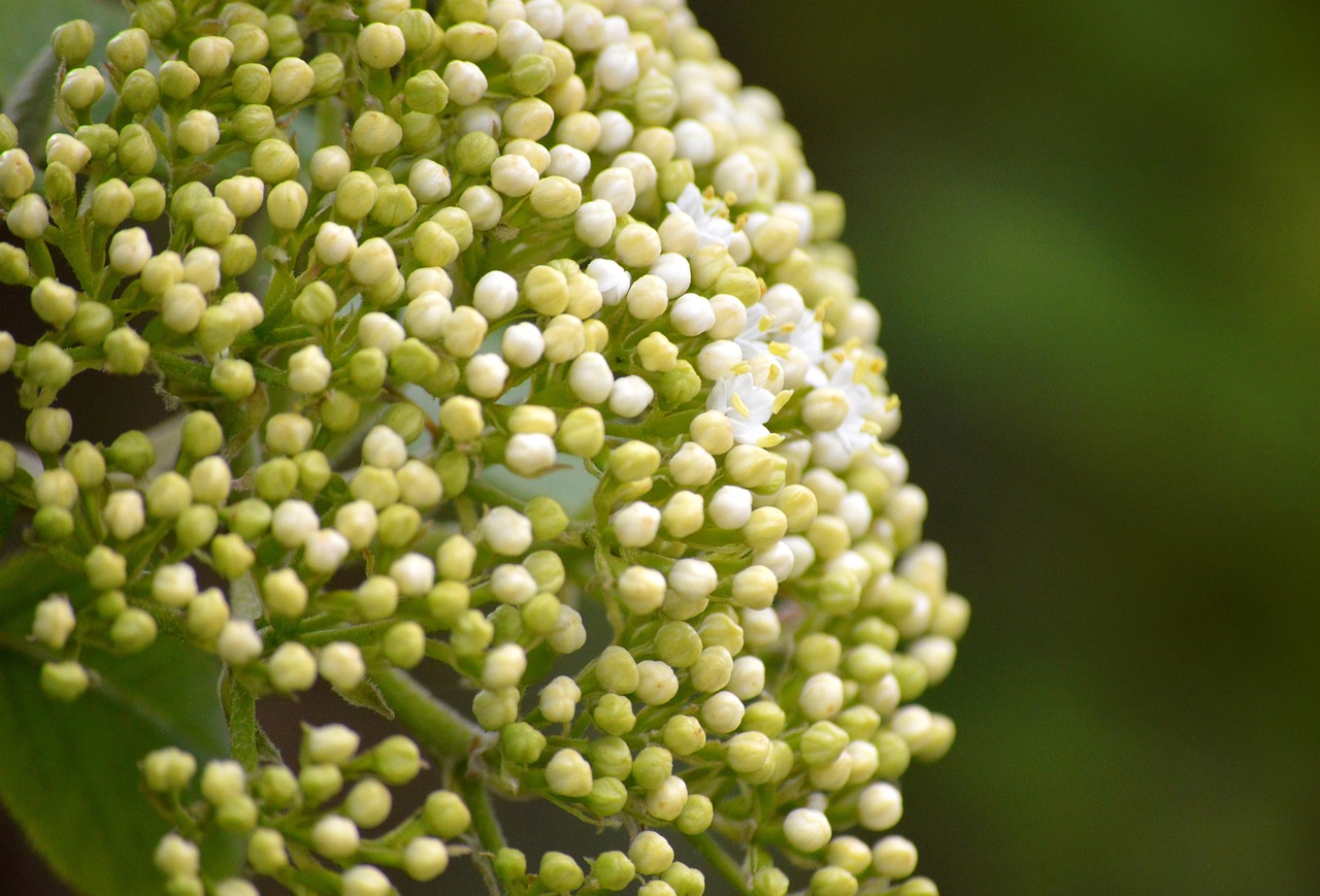 Foraging for Elderflowers: Cordial, Fritters, and Fizz