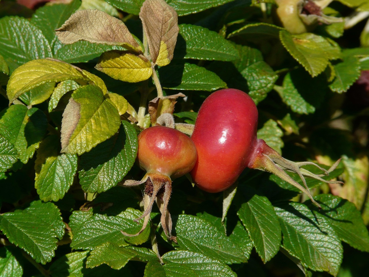 Rosehip Season: Foraging, Syrup, and Winter Warmth