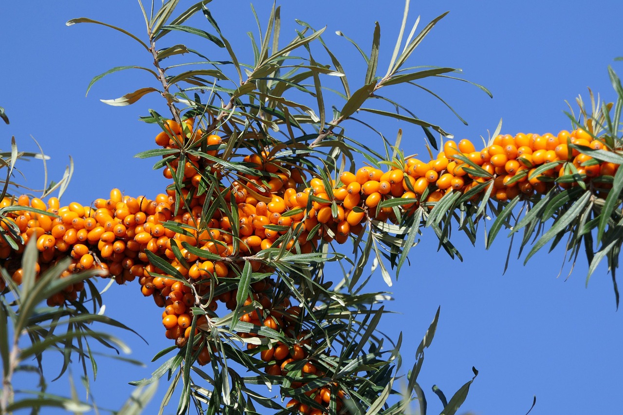 Sea Buckthorn: A Bright Orange Treasure of the Coast