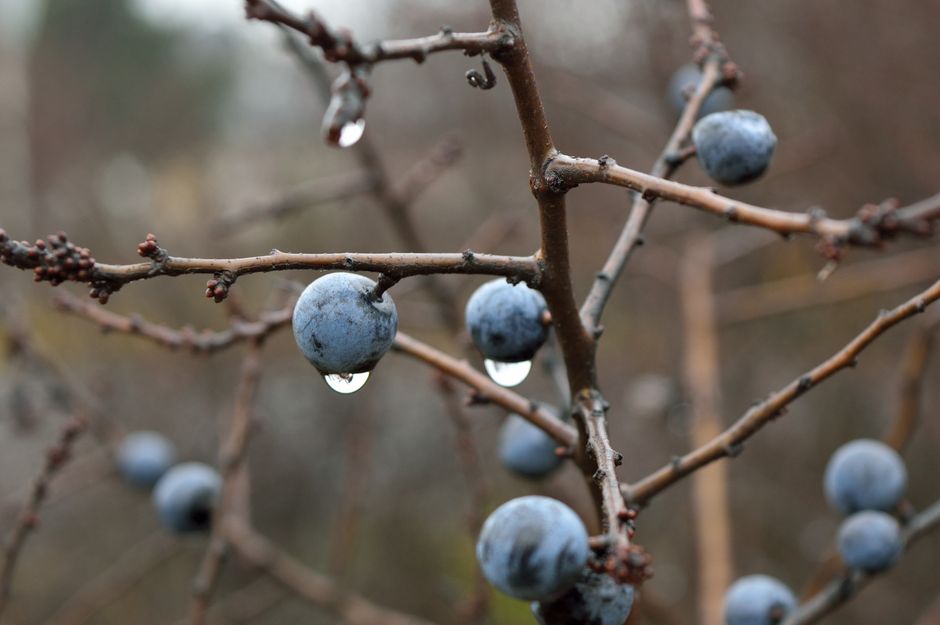 The Beginner's Guide to Foraging Sloes for Gin