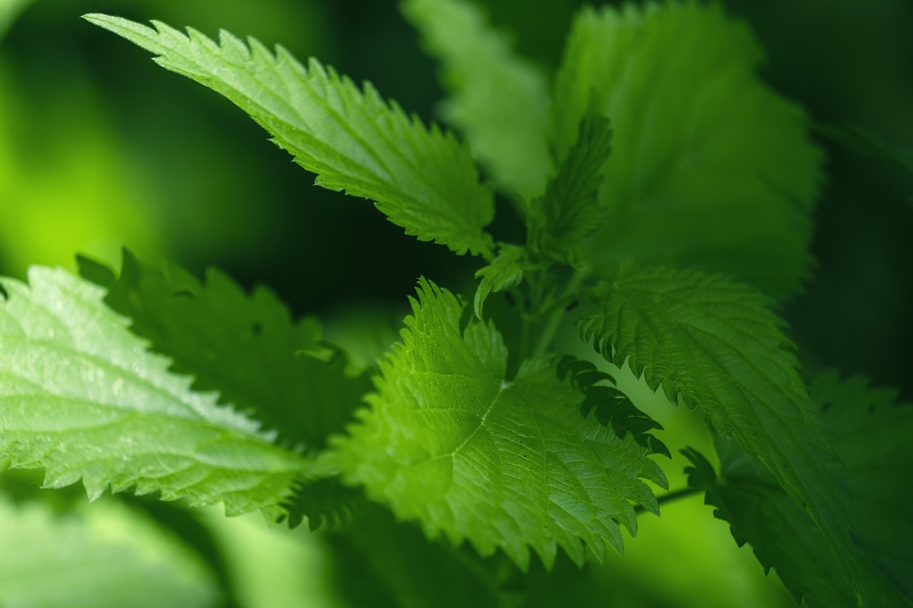 The Quiet Joy of Foraging Nettles
