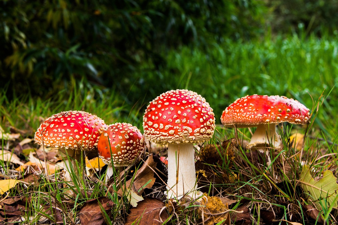 Wild Mushroom Foraging: A Cautious Introduction to the Autumn Woods